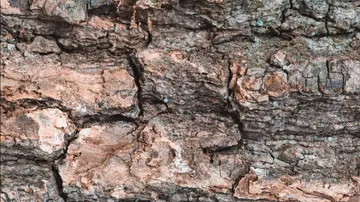 Raue Baumrinde, Nahaufnahme, Texturansicht.