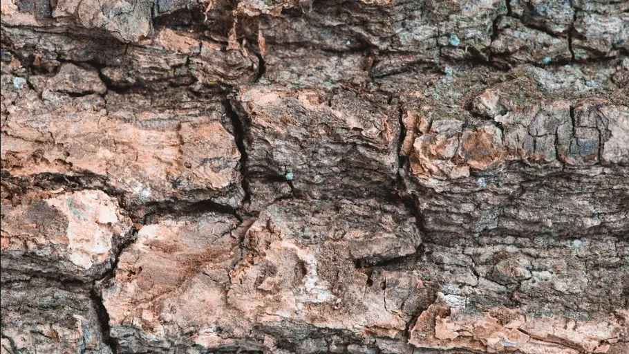 Rough tree bark texture, close-up view.