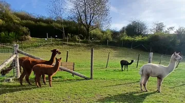 Alpakas stehen auf einem grasigen Feld.