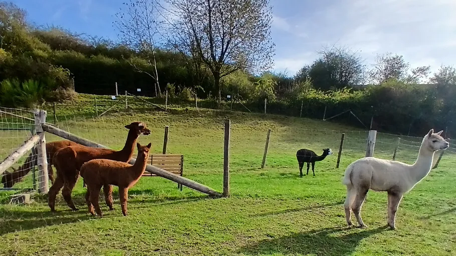 Alpakas stehen auf einem grasigen Feld.