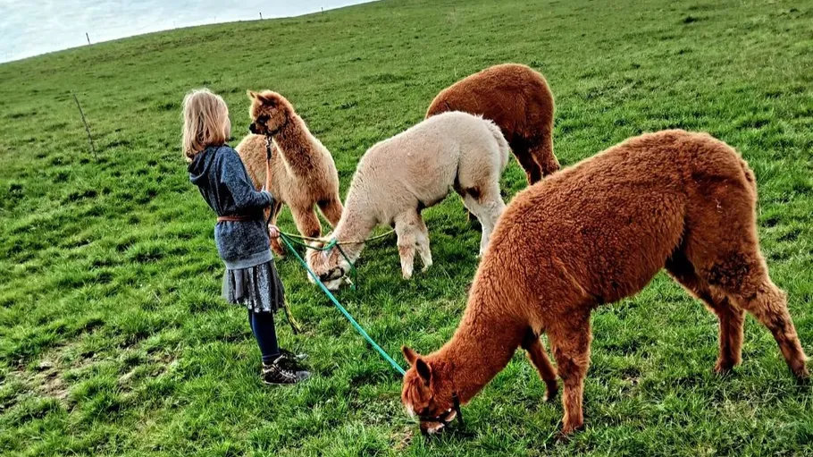 Person walking four alpacas in grassy field.