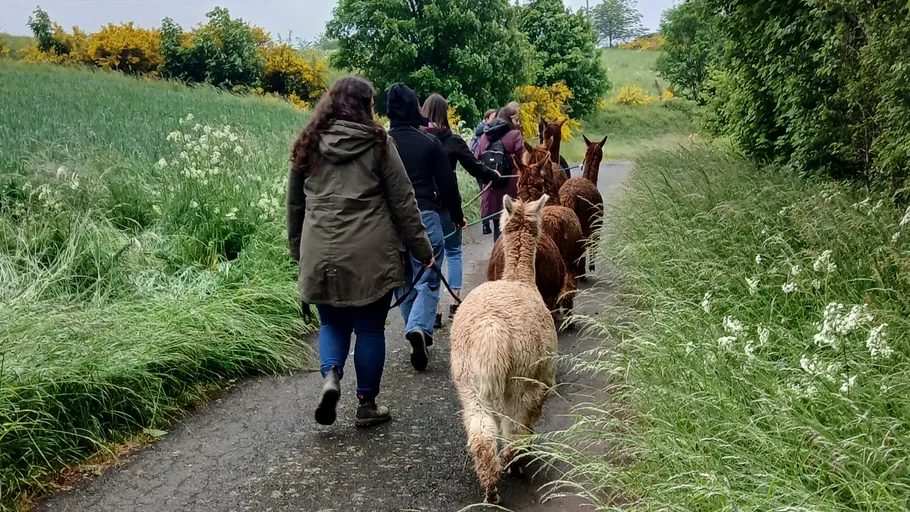 People walking alpacas through a rural path.