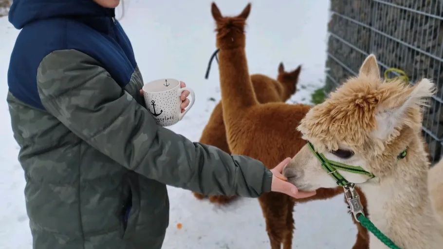 Person feeds alpacas in snowy landscape.