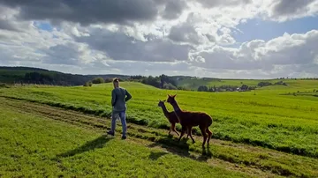 Person mit Alpakas auf grasigem Feld spazierend.