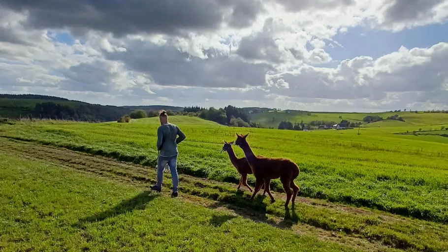 Person walking with alpacas on grassy field.