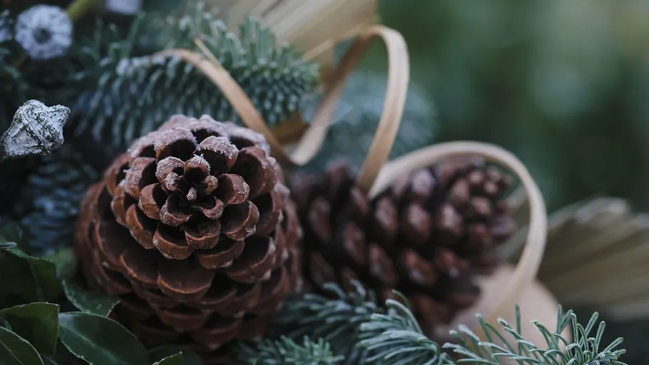 Pinecones with frost on evergreen branches.