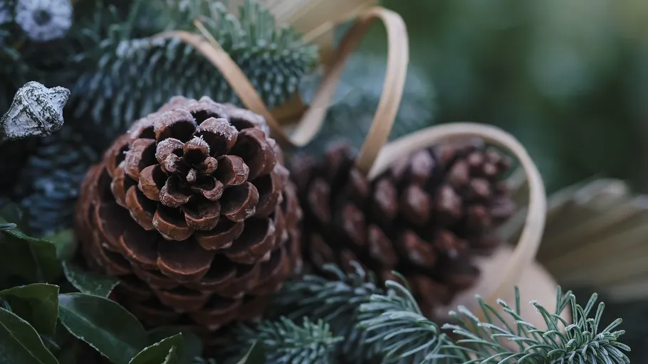 Frosty pinecones with evergreen needles close-up.