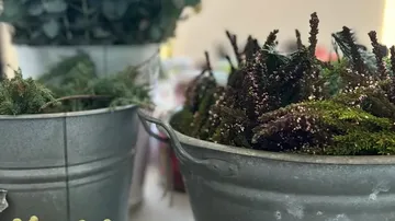 Metal buckets with greenery and plants indoors.