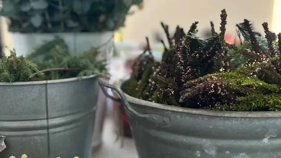 Metal buckets with greenery and plants indoors.