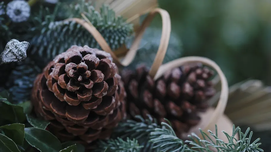 Frosted pinecones with green foliage background.