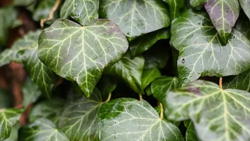 Green ivy leaves growing densely together.