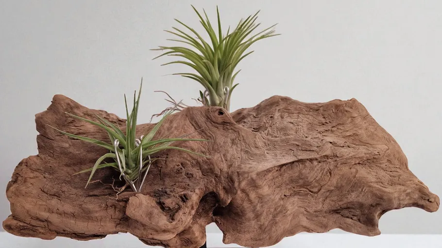 Driftwood with plants on a stand.