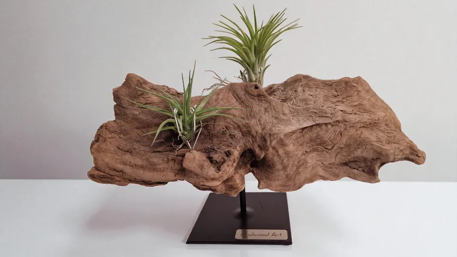 Driftwood with plants on a stand.