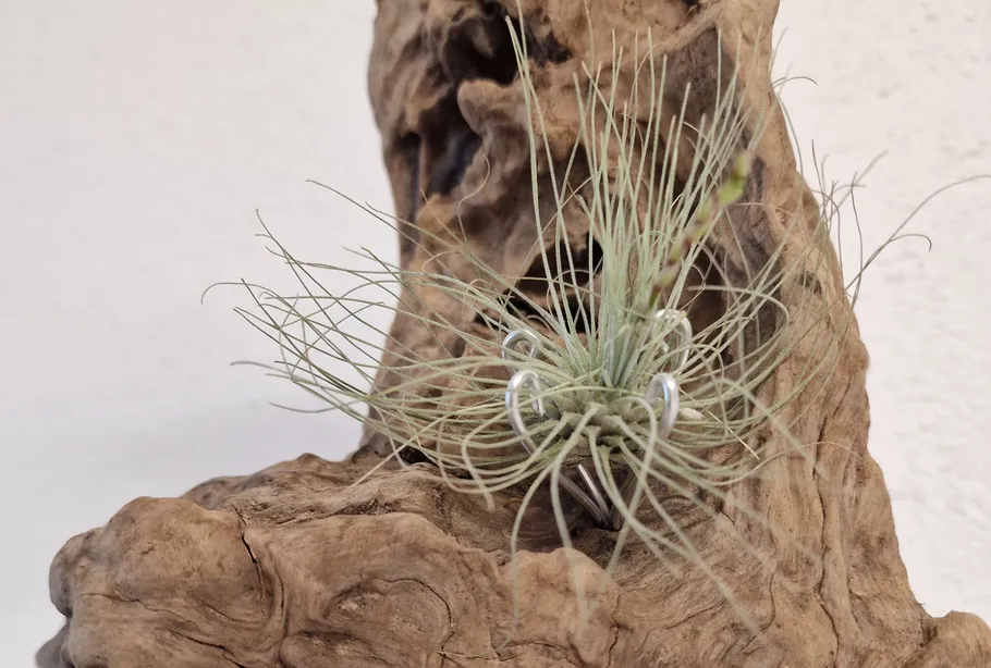 Air plant secured on a wooden surface.