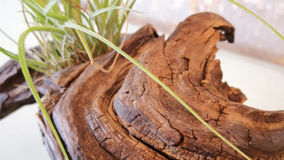 Driftwood with green plant and white background.