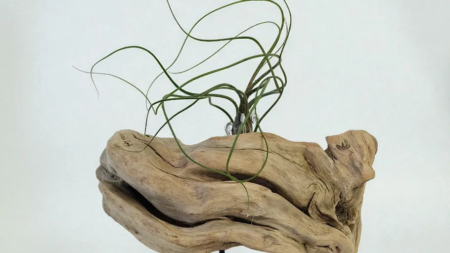Twisted driftwood with an air plant attached.