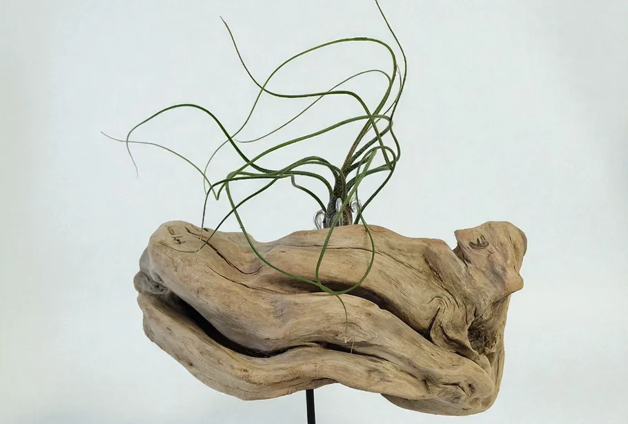 Twisted driftwood with an air plant attached.
