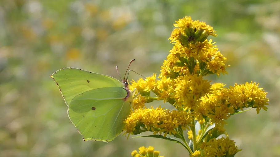 Butterfly on yellow flowers in garden.