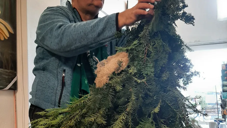 Person arranging fir branches indoors.