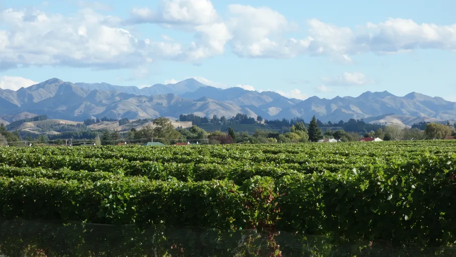 Vineyard with mountains and cloudy sky background.