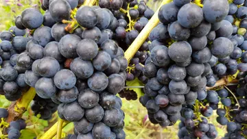 Clusters of dark grapes on vine outdoors.