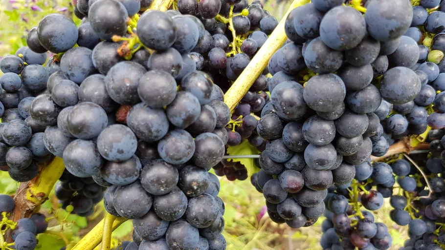 Clusters of dark grapes on vine outdoors.