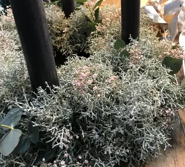 Green plant with tiny pink flowers indoors.