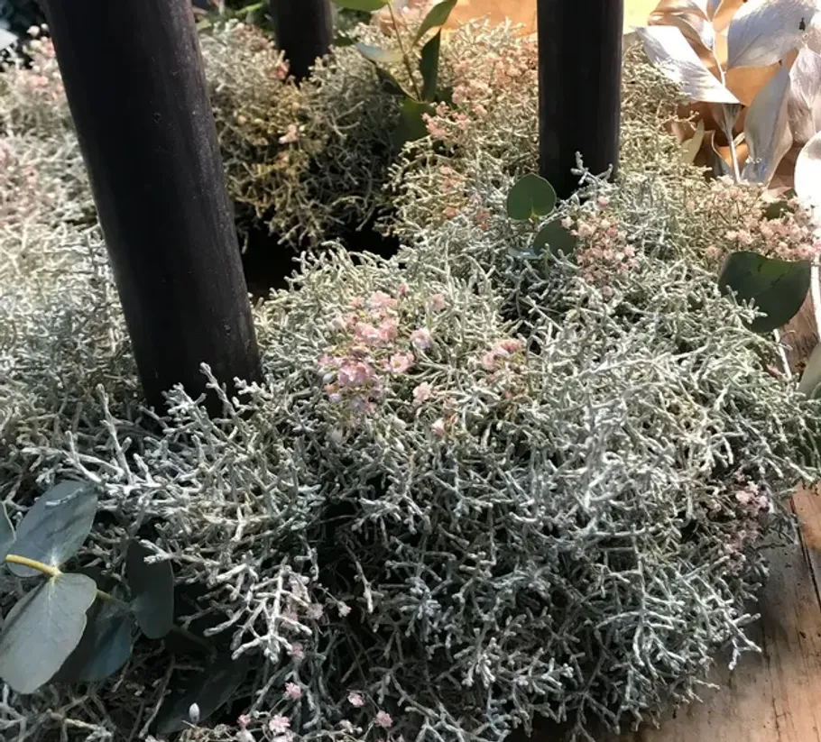 Green plant with tiny pink flowers indoors.