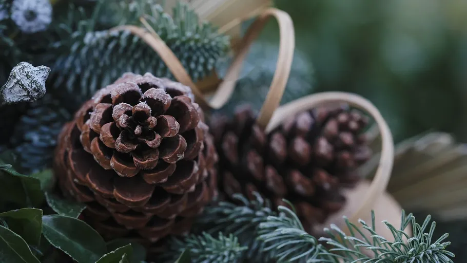 Frosty pinecones with green branches.