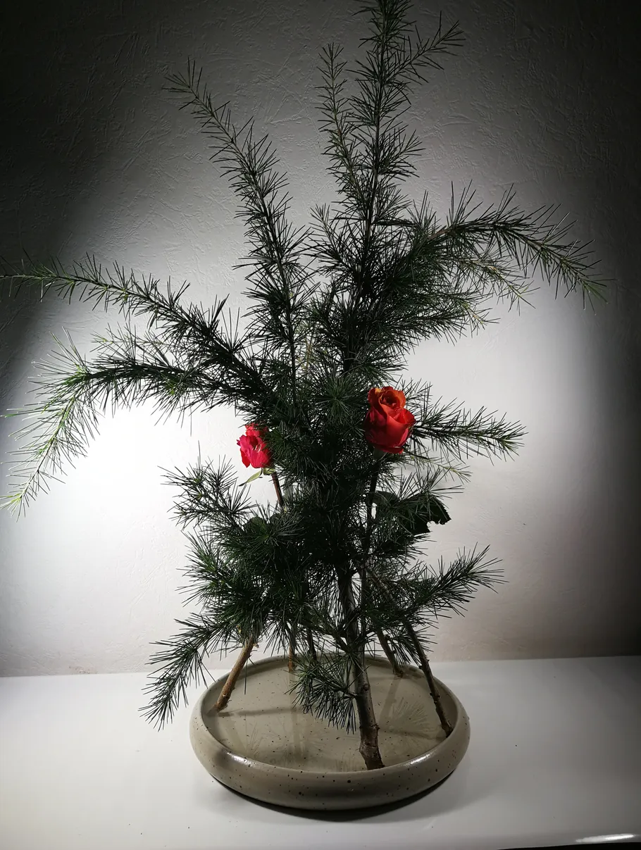 Rose and pine branches in a vase.
