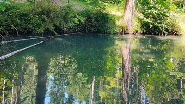 Calm pond reflecting surrounding trees and greenery.