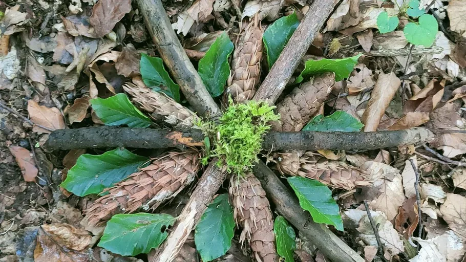 Sticks and leaves arranged in star shape in forest.
