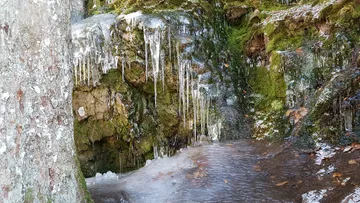 Eiszapfen hängen über moosigen Felsen im Winter.