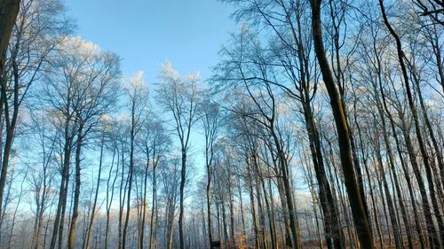 Hohe Winterbäume unter klarem blauen Himmel.