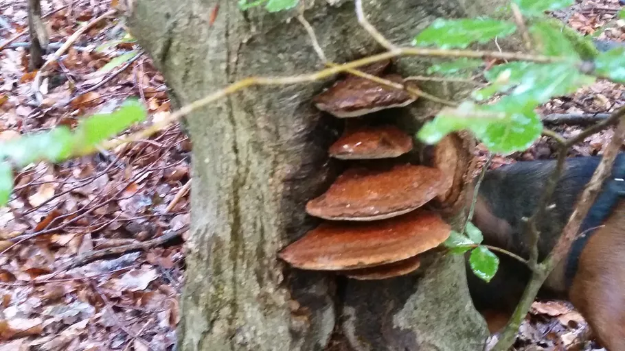Brown mushrooms growing on tree trunk.