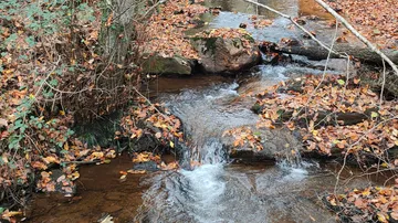 Stream flowing through autumn leaves in forest.