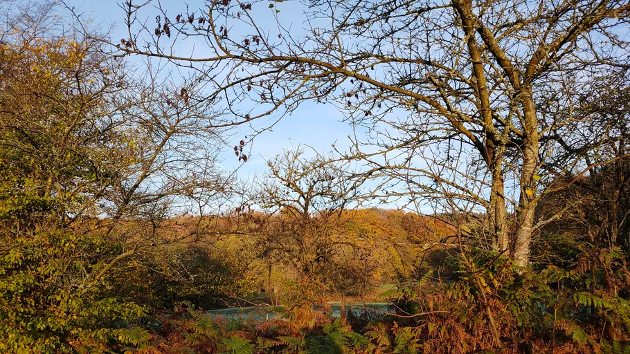 Bäume mit kahlen Ästen in Herbstlandschaft.