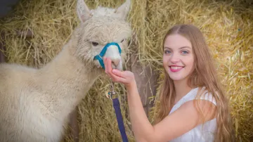 Woman feeding alpaca in hay-lined enclosure.