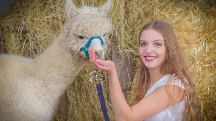 Woman feeding alpaca in hay-lined enclosure.