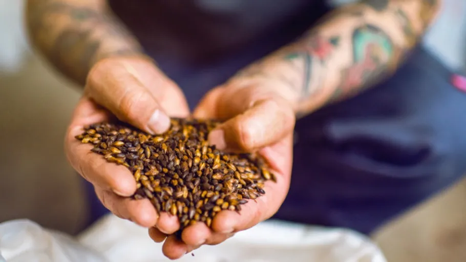 Person holding grains in tattooed hands.