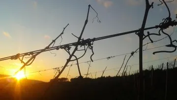 Vineyard silhouette against a sunset sky.