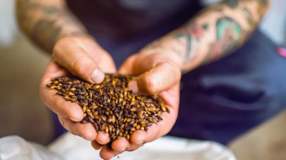 Tattooed hands holding roasted barley grains.