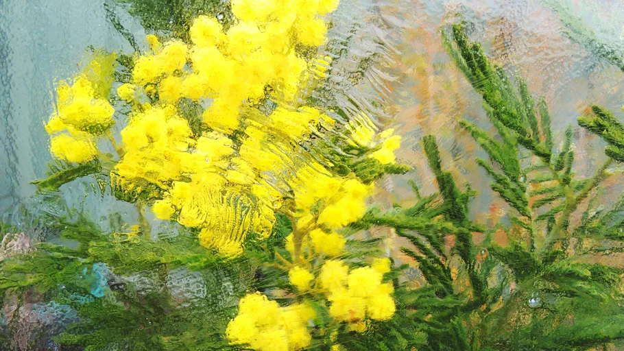 Yellow flowers behind wet glass window.