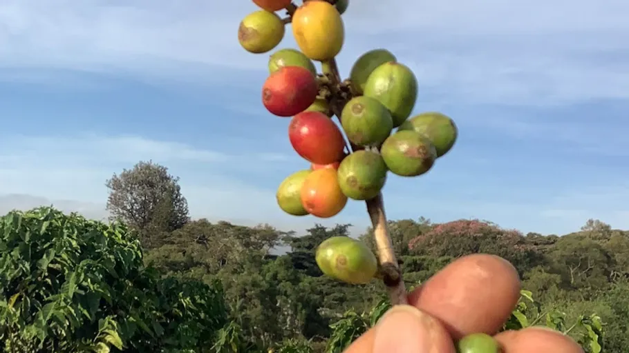 Hand hält bunte Kaffeekirschen im Freien.
