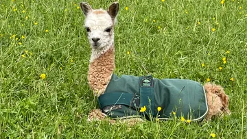 Baby alpaca wearing coat, lying on grass.