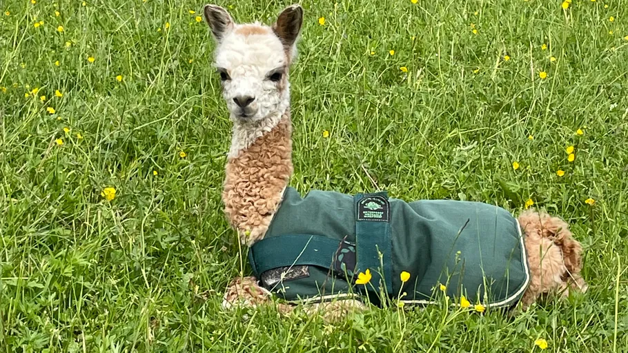 Baby-Alpaka mit Mantel liegt auf Gras.