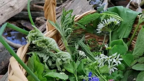 Korb mit verschiedenen Wildkräutern im Wald.