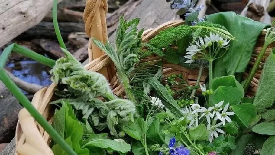 Korb mit verschiedenen Wildkräutern im Wald.