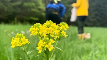 Gelbe Blumen im Vordergrund, verschwommene Personen im Hintergrund.