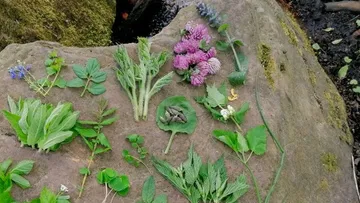 Verschiedene Kräuter und Blumen auf einem großen Stein.